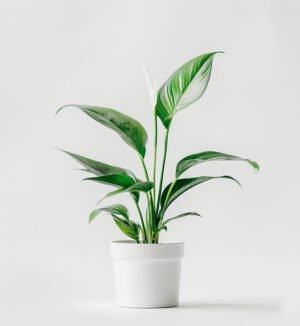 product 06